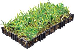 Atlantis� Turf Cell�